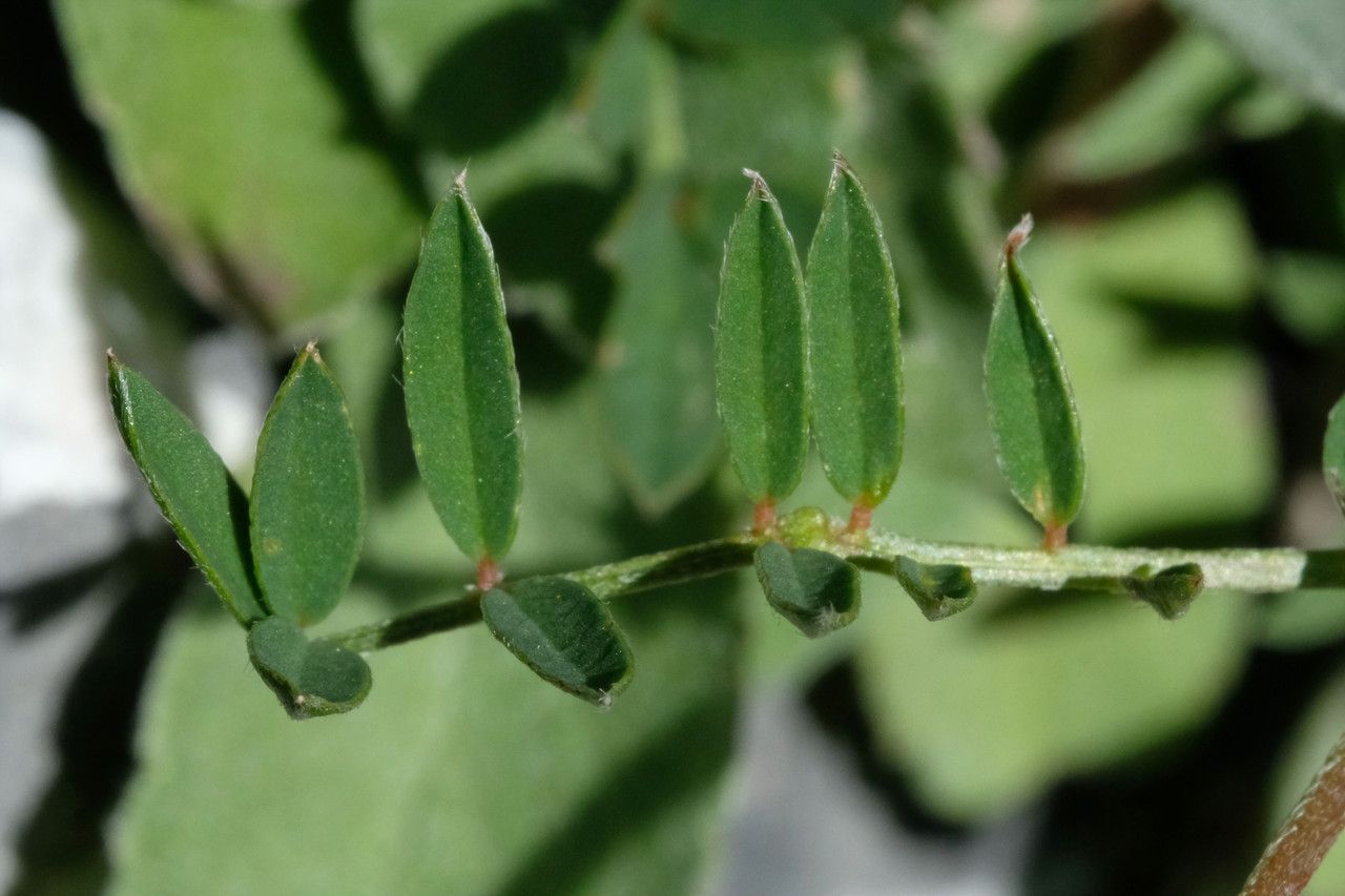 Onobrychis supina leaf
