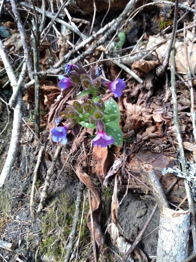 Pulmonaria stiriaca — search result for 'Pulmonaria'