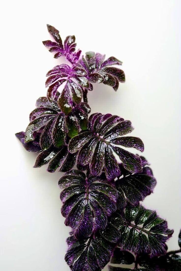 Solanum uleanum — houseplant care guide