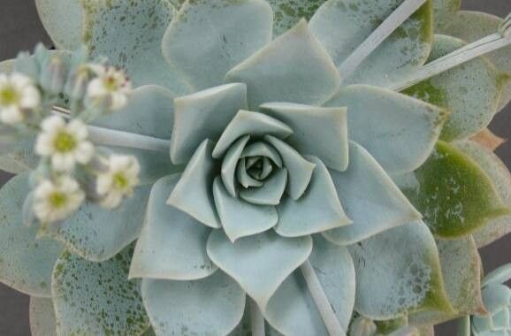 Sedum suaveolens — houseplant care guide