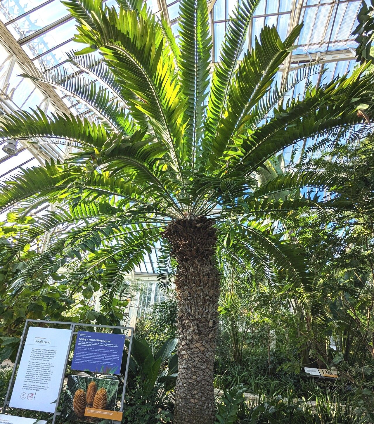 Encephalartos woodii — houseplant care guide