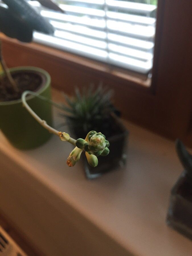 Aloe haworthioides flower