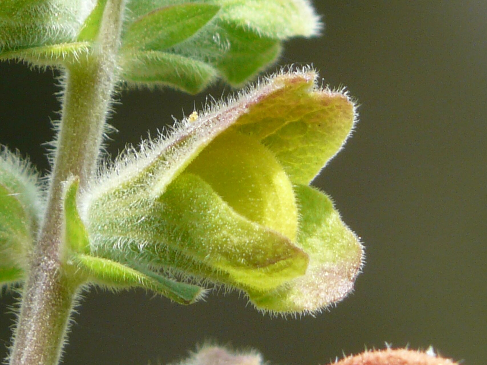 Salvia africana-caerulea bark