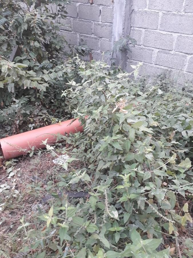 Carlowrightia parviflora habit