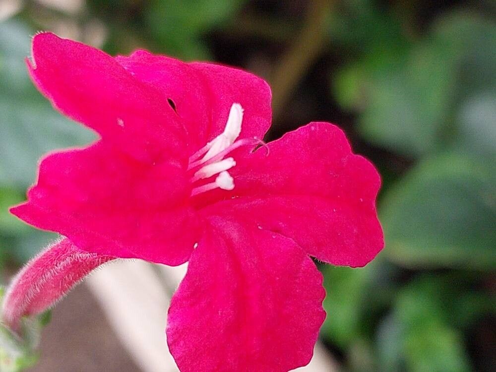 Hemigraphis sumatrensis flower