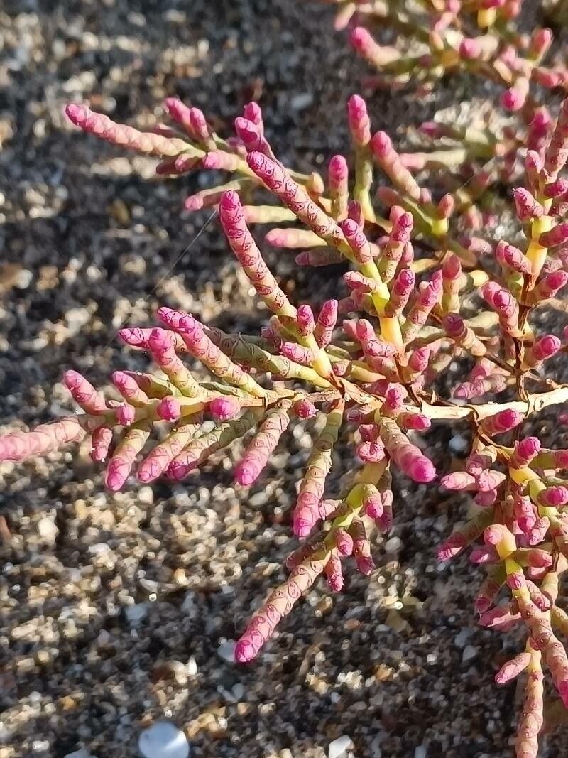 Salicornia rubra leaf