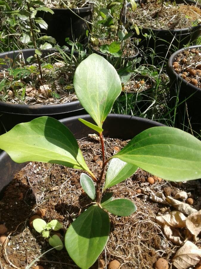 Stenocarpus comptonii leaf