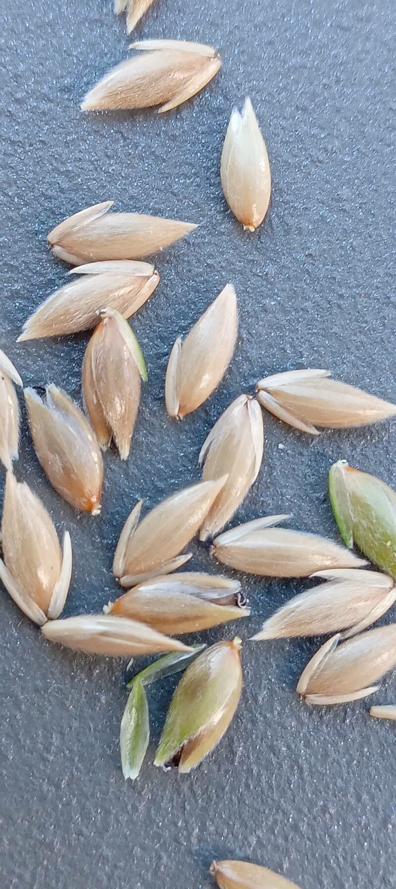 Phalaris canariensis fruit