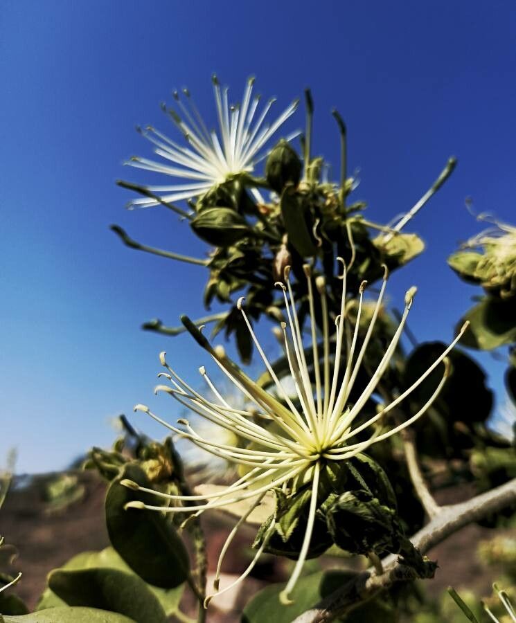 Maerua oblongifolia flower