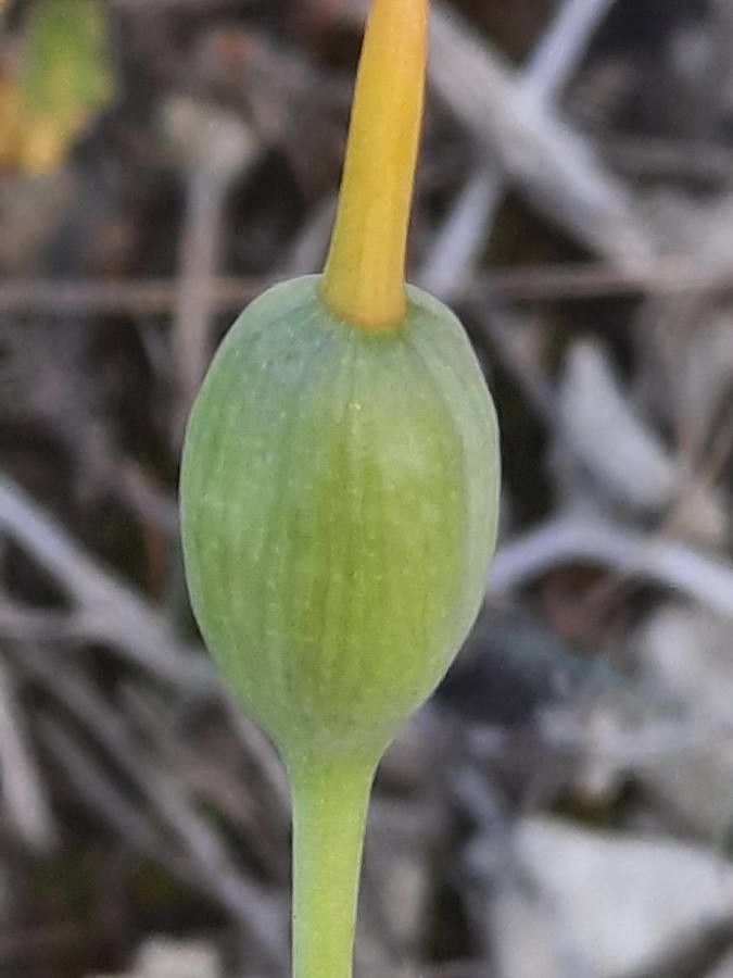 Narcissus assoanus fruit