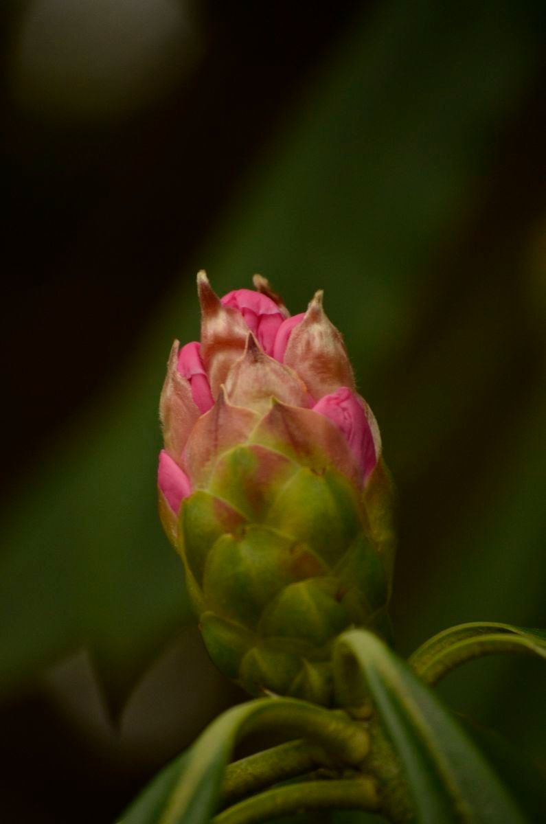 Rhododendron × geraldii other