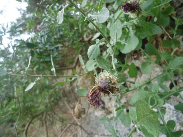 Centaurea fragilis habit