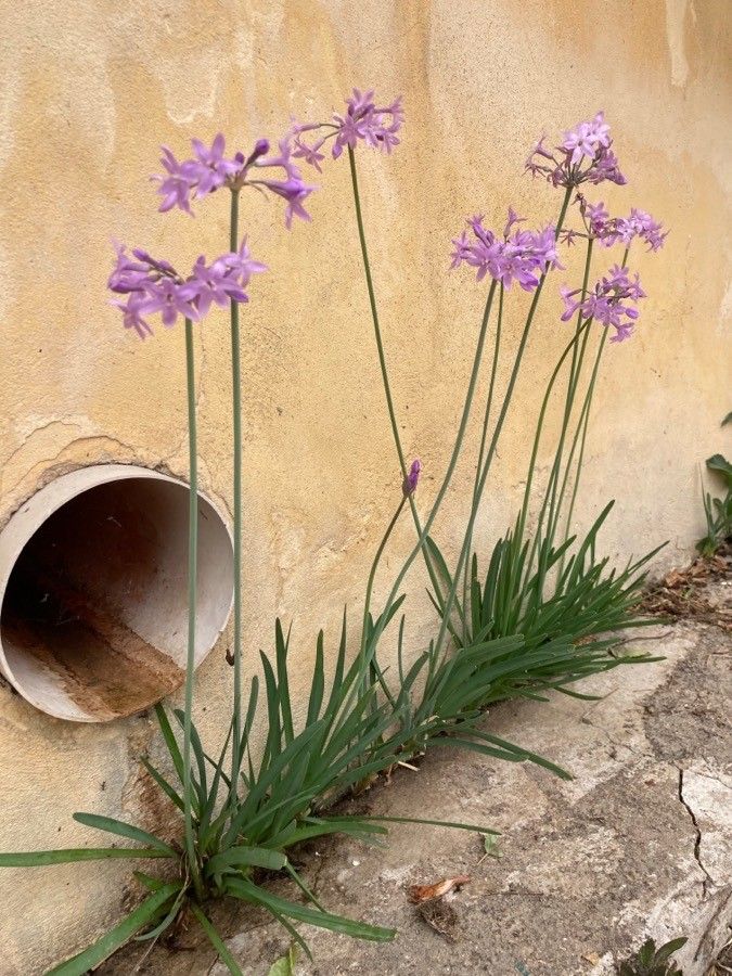 Tulbaghia violacea fruit