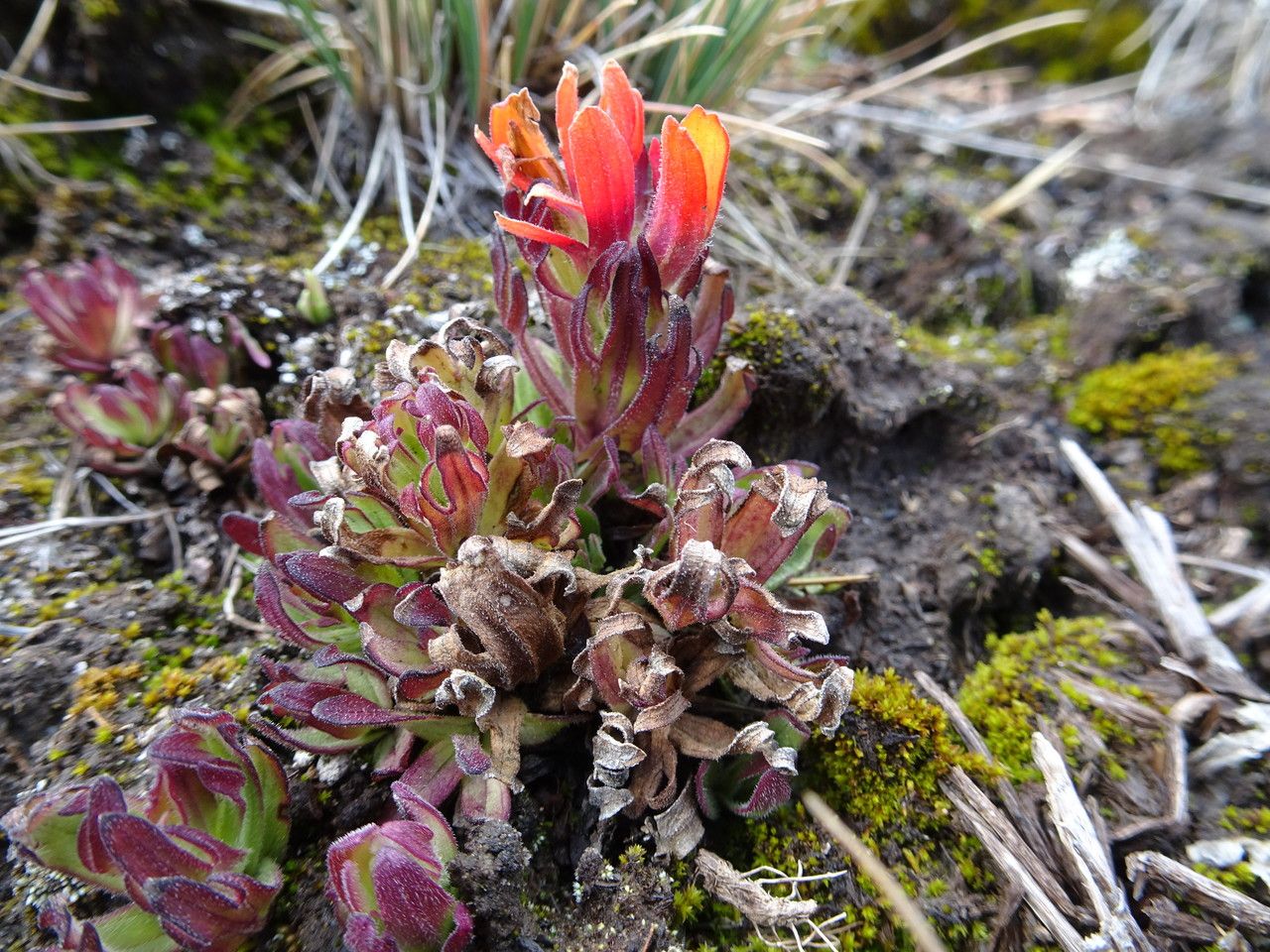 Castilleja toluccensis habit