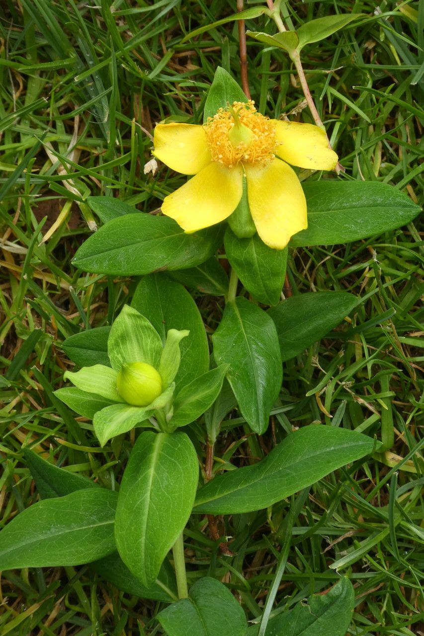 Hypericum acmosepalum