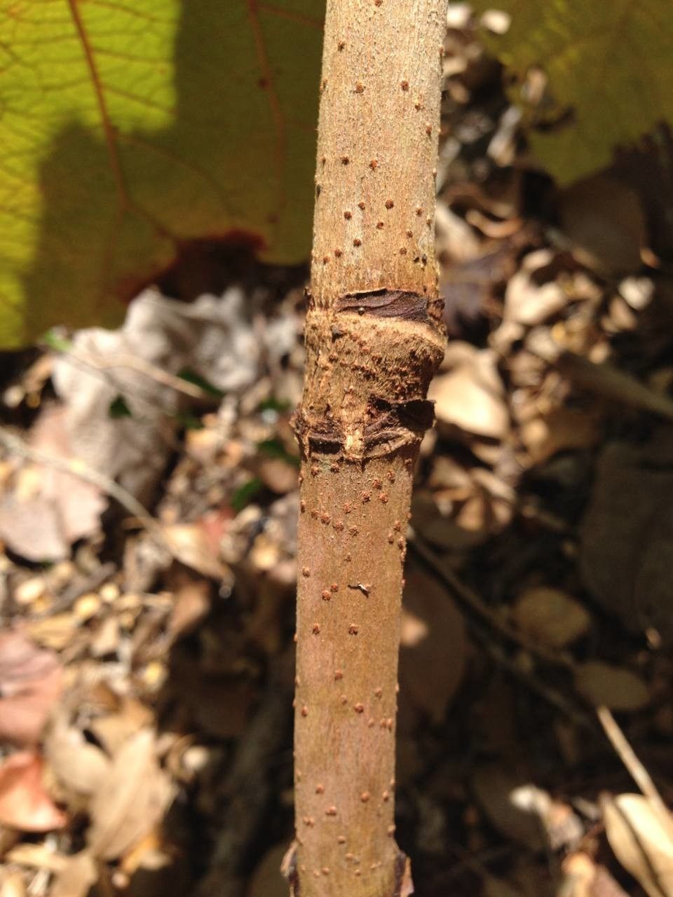 Coccoloba pubescens bark