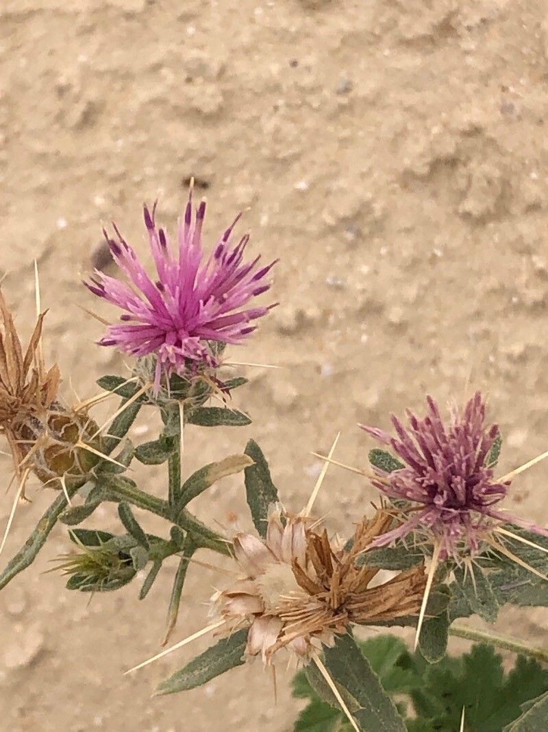 Centaurea ammocyanus flower