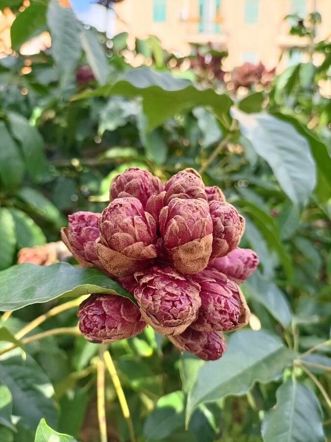 Schefflera venulosa flower