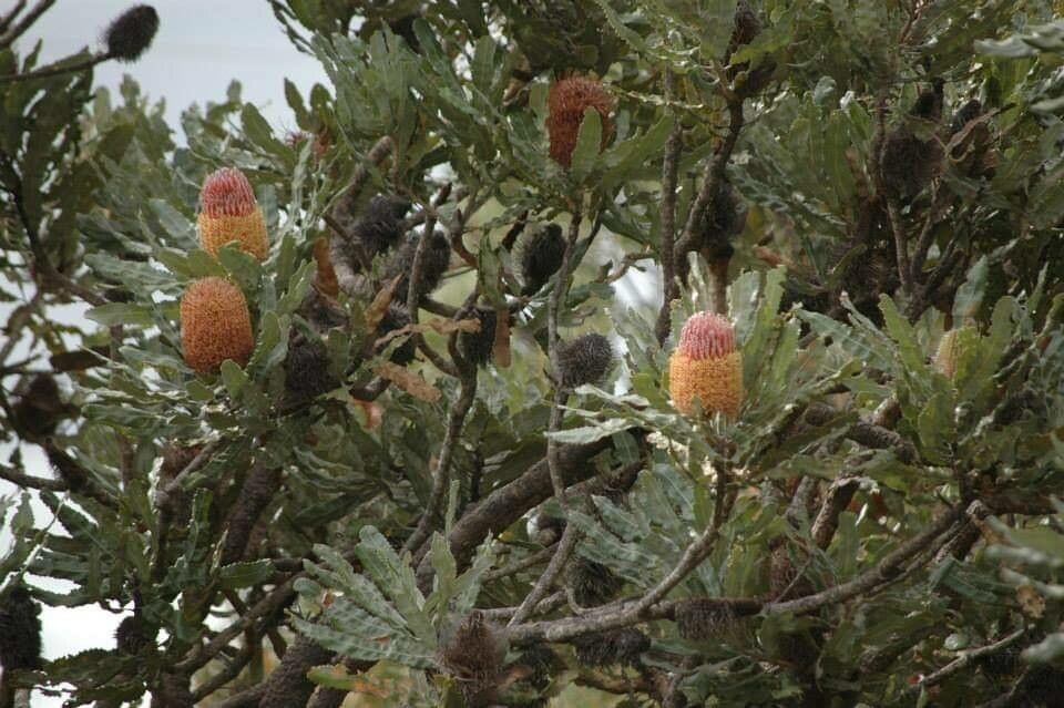 Banksia menziesii flower