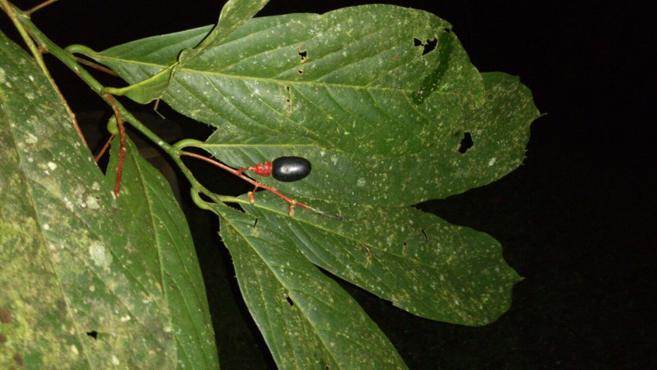 Ocotea atirrensis leaf