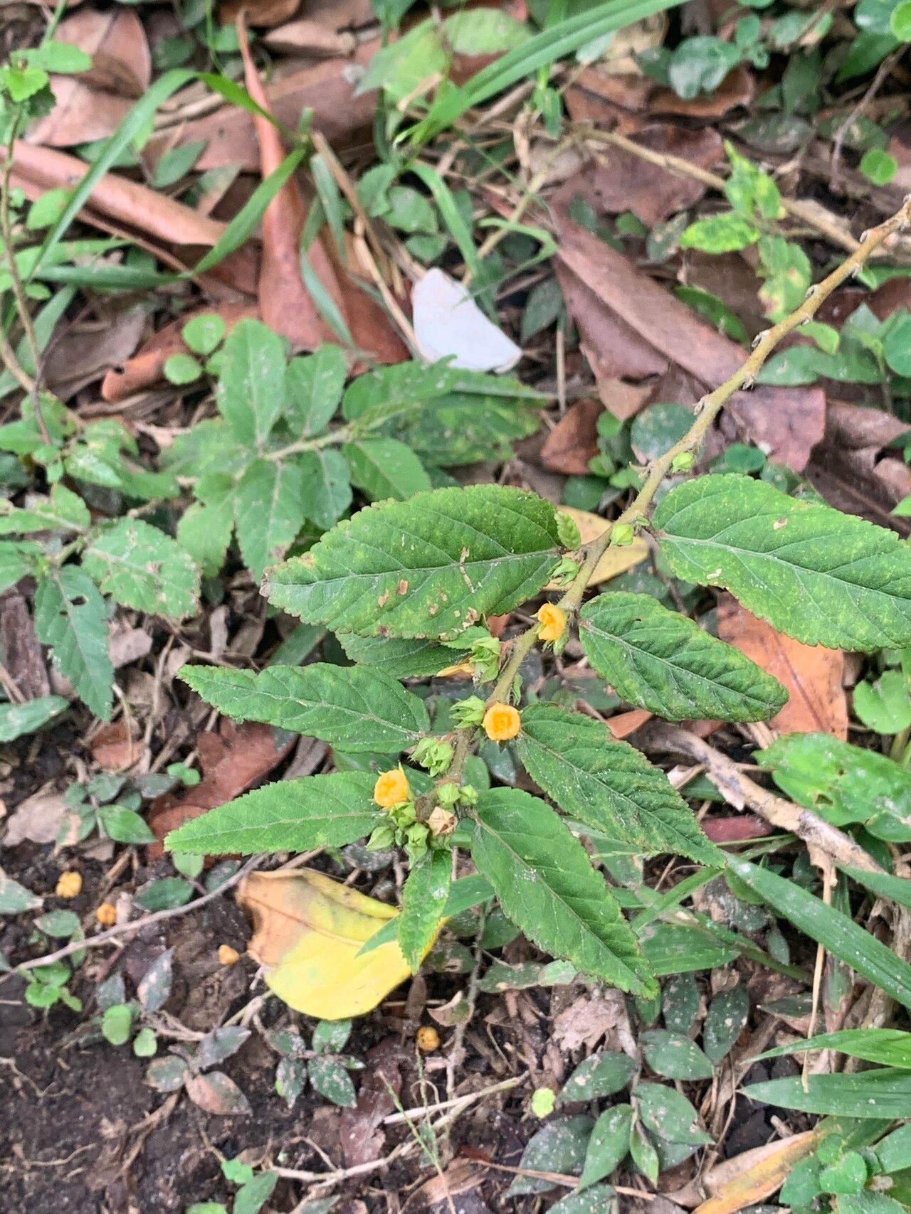 Sida planicaulis — search result for 'Sida'