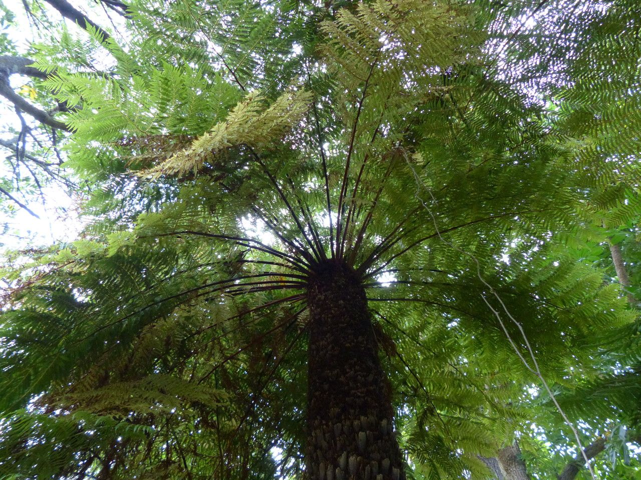 Cyathea dregei habit