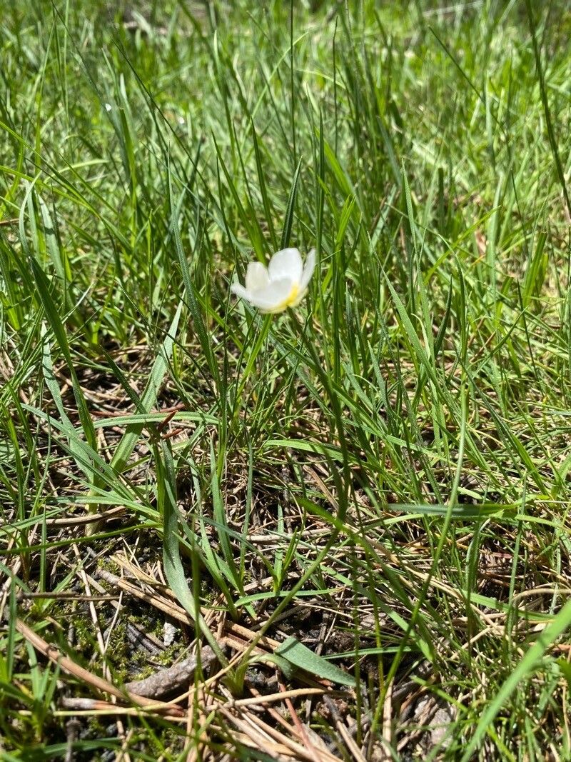 Ranunculus angustifolius habit