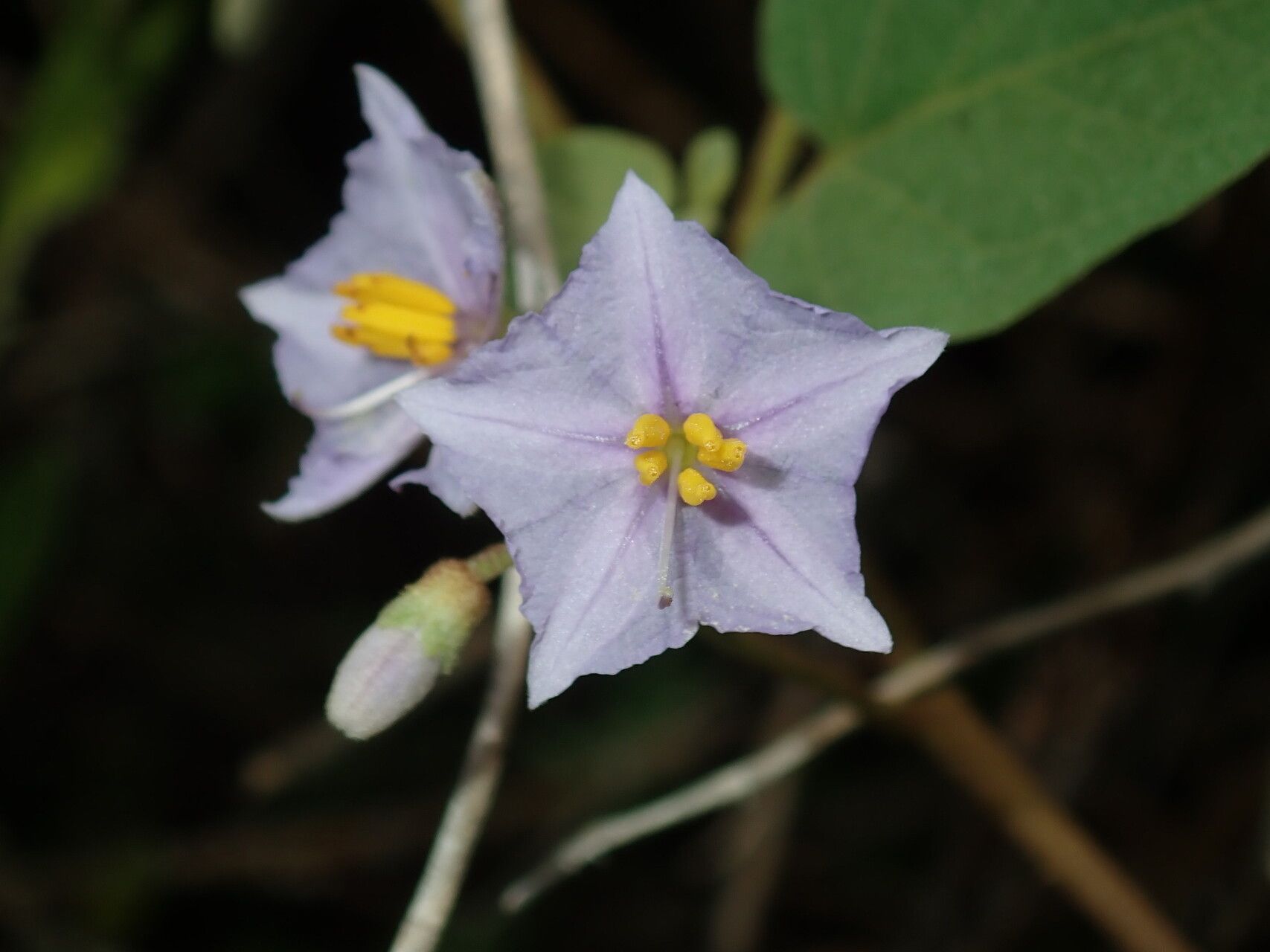 Solanum lapidosum — houseplant care guide