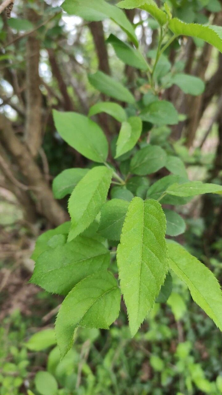 Malus spectabilis leaf