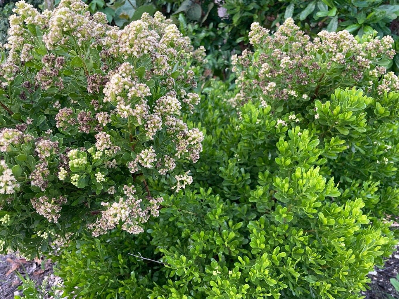 Baccharis dioica habit