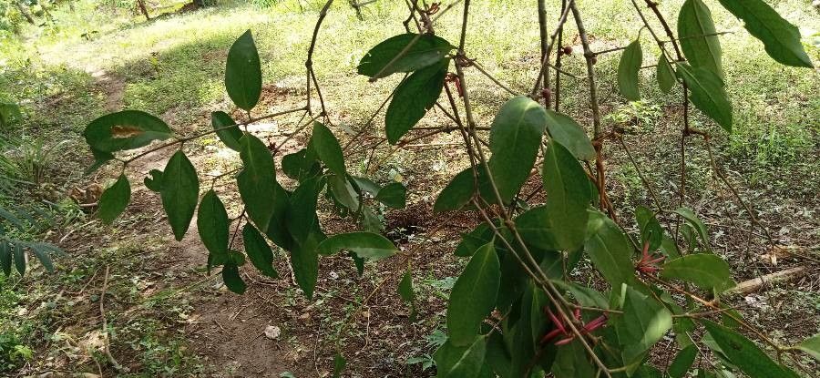 Tapinanthus belvisii leaf