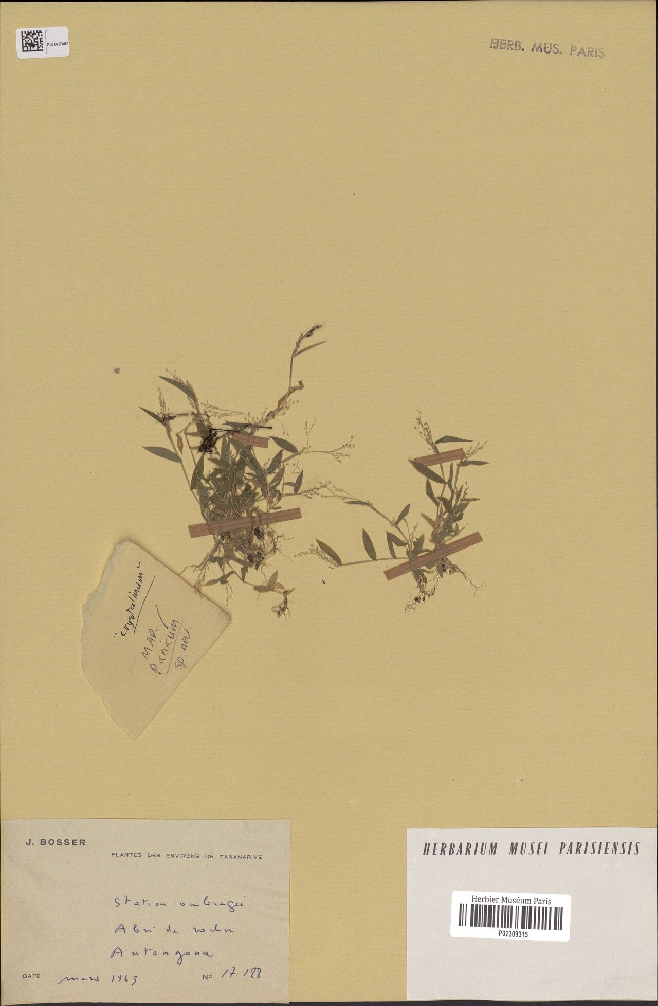 Panicum crystallinum — houseplant care guide