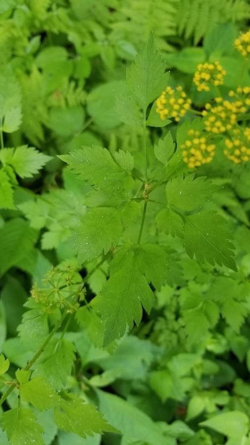 Thaspium barbinode leaf