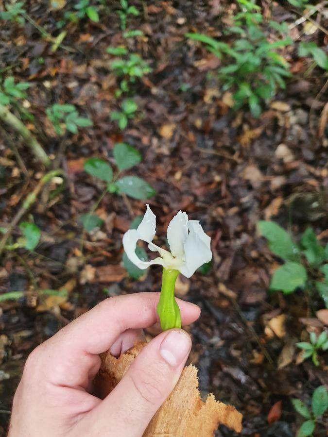 Tabernaemontana africana