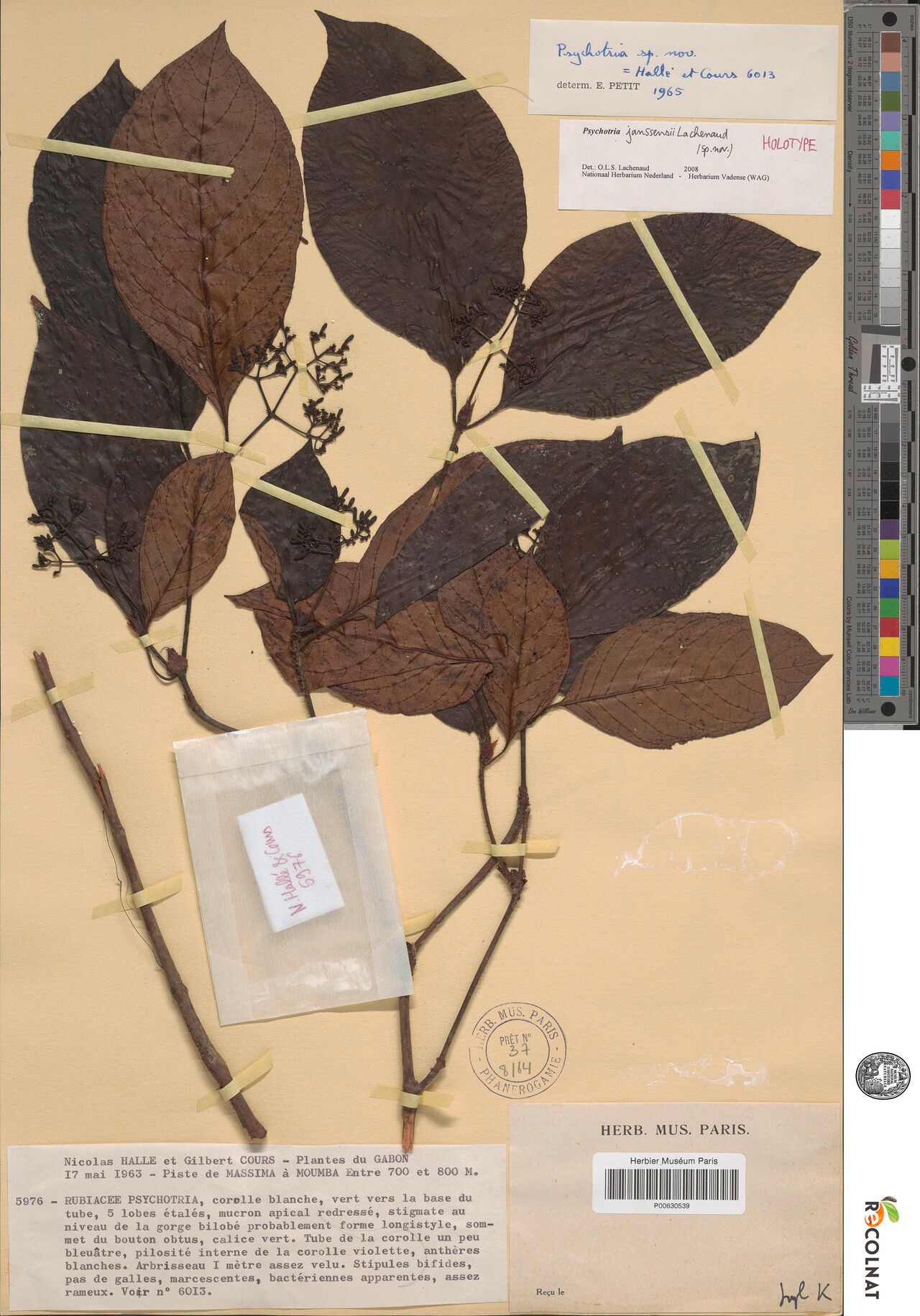 Psychotria janssensii — houseplant care guide