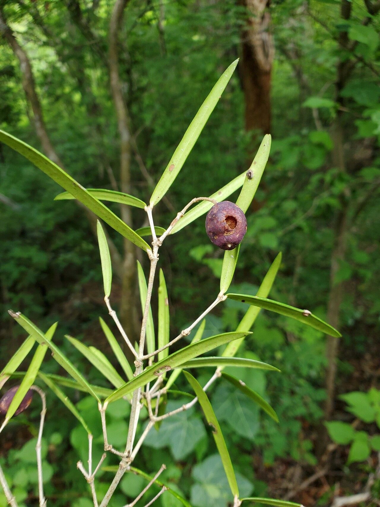 Noronhia spinifolia — search result for 'Noronhia'