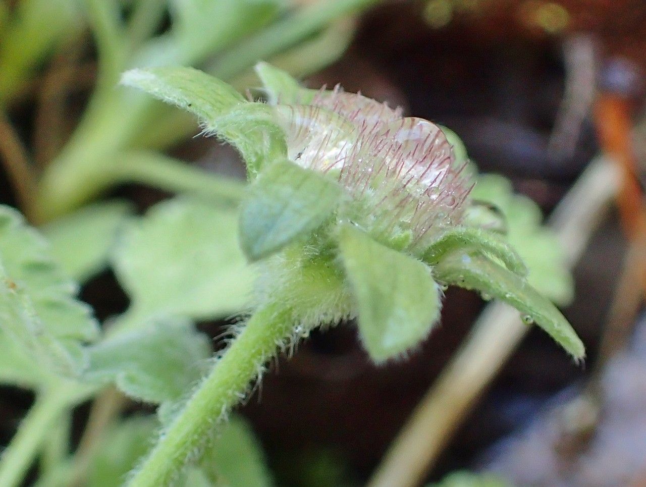 Pterocephalus perennis fruit