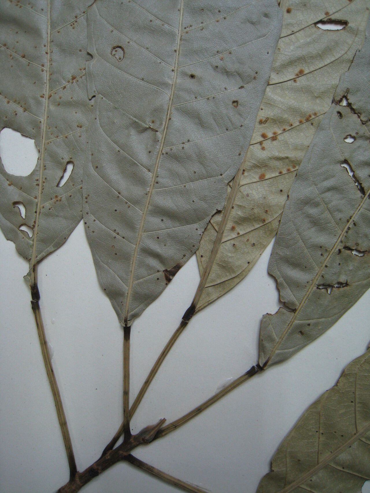 Catostemma commune other