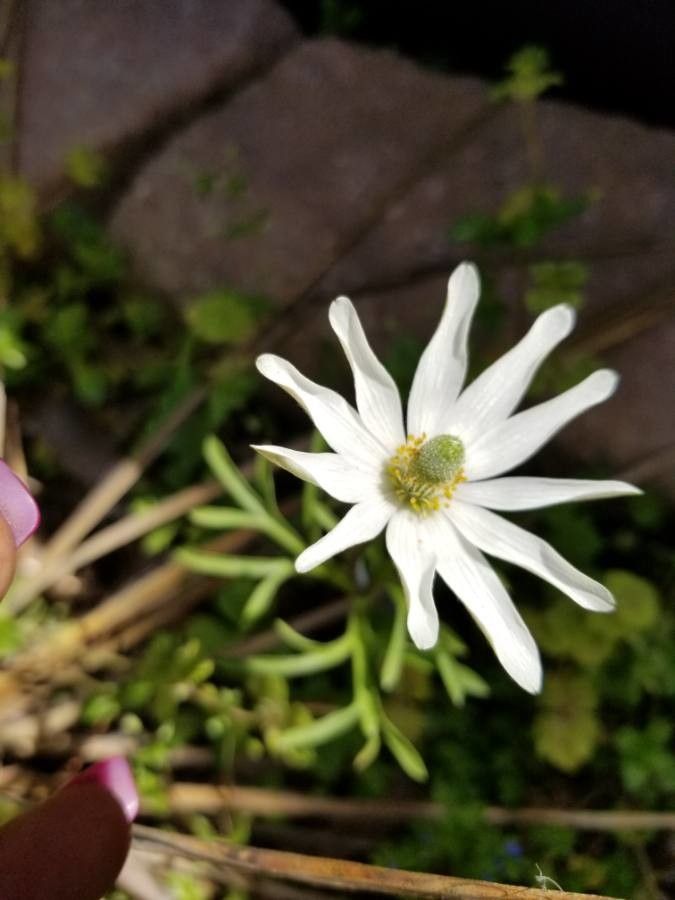 Anemone caroliniana flower