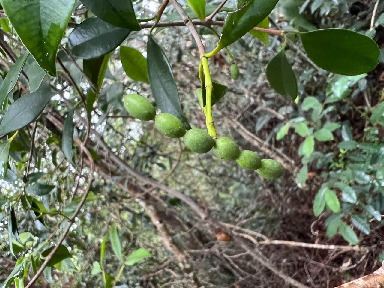 Alyxia rubricaulis — houseplant care guide