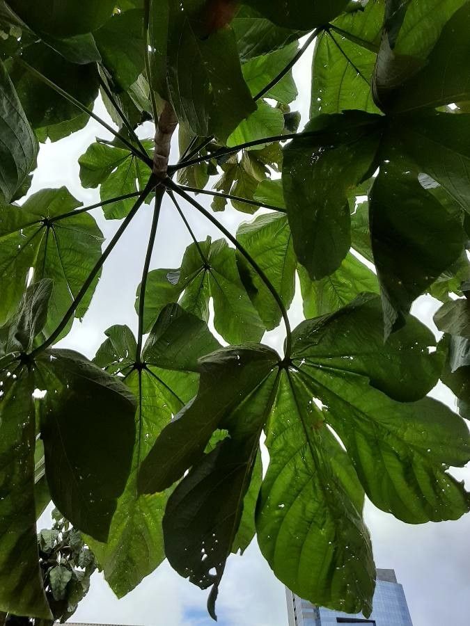 Sterculia striata leaf