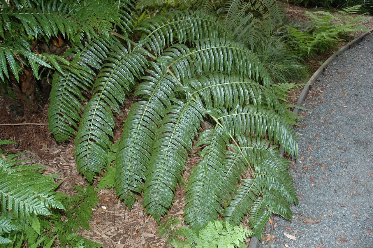Microlepia strigosa leaf