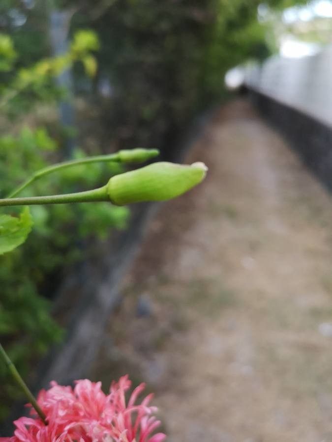 Hibiscus schizopetalus fruit