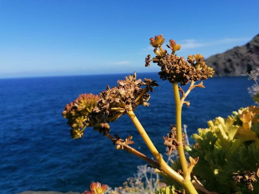 Astydamia latifolia fruit