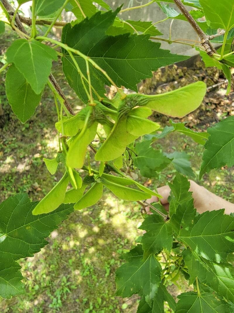 Acer ginnala fruit