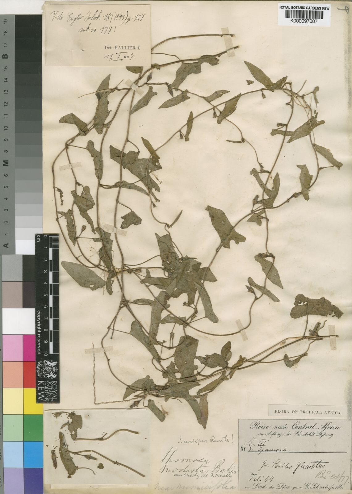 Ipomoea curtipes — houseplant care guide