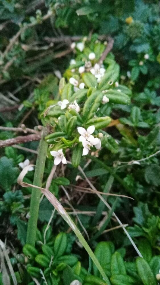 Zieria prostrata flower