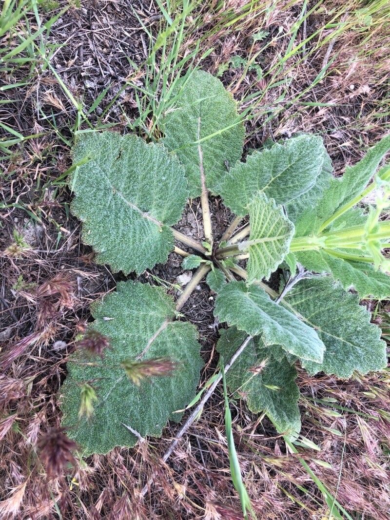 Salvia argentea leaf