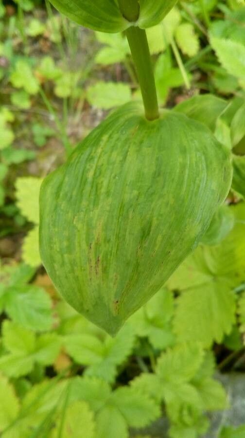 Epipactis phyllanthes leaf