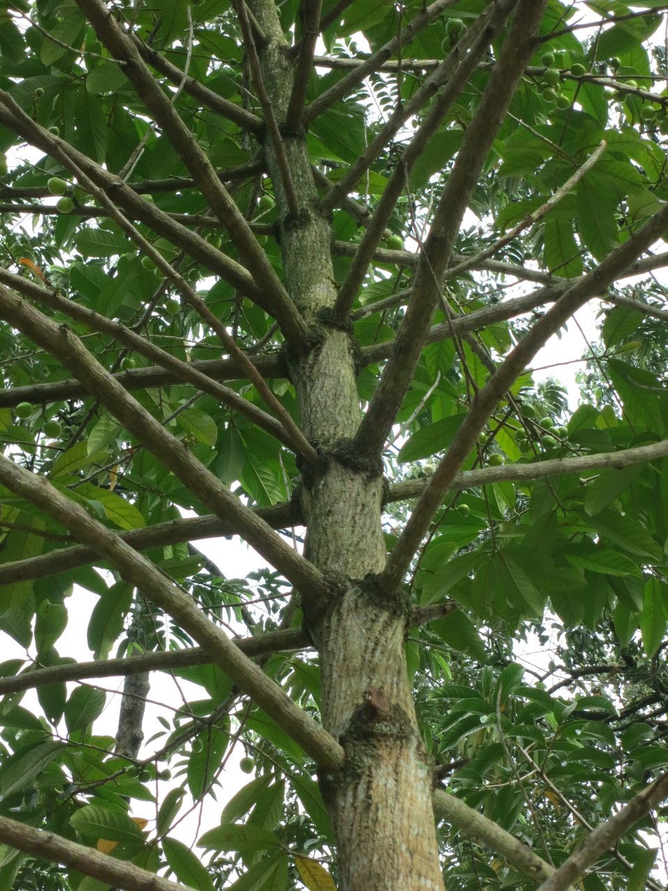 Horsfieldia sucosa — search result for 'Horsfieldia'